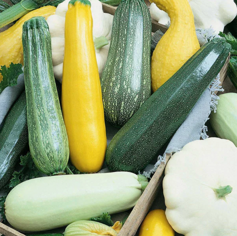 Zucchini / Summer Squash Mix