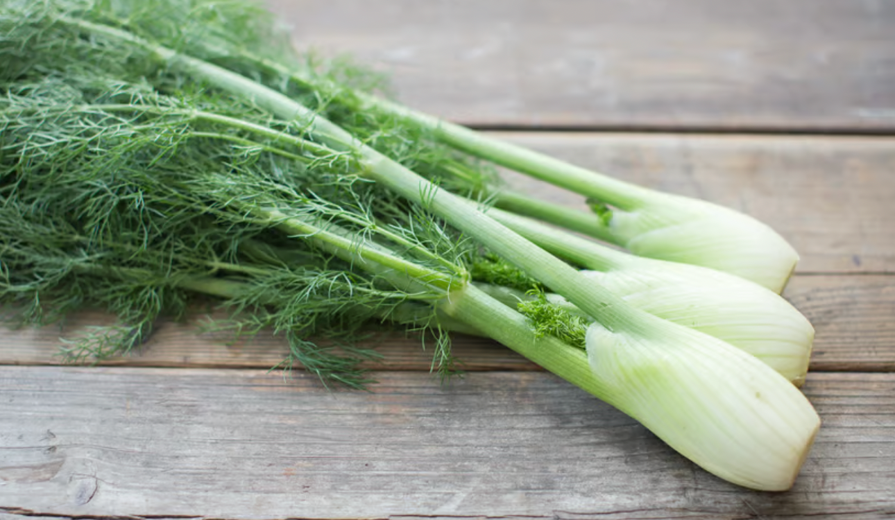 Fennel