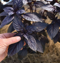 Purple Basil