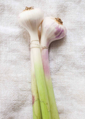 Garlic, Fresh Uncured