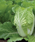 Napa Cabbage