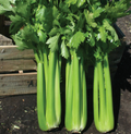 Celery