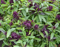 Thai Basil