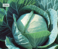 Cabbage