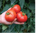 Slicer Tomatoes